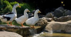 Everything You Need to Know About Pekin Ducks